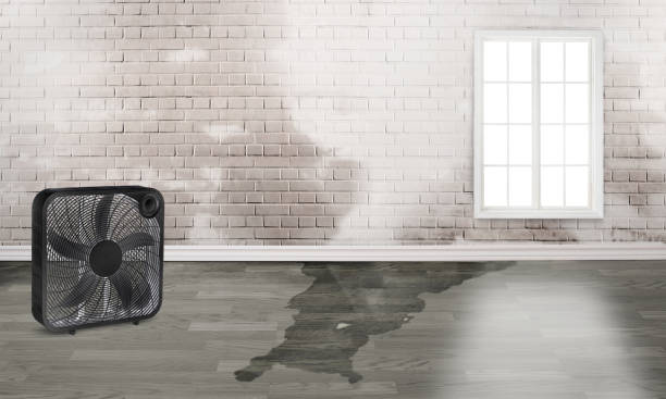 Best Mold removal after water damage  in Webster City, IA