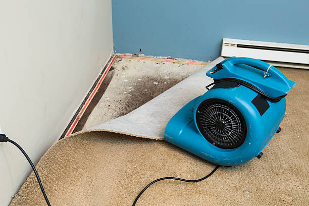 Best Basement water damage restoration  in Webster City, IA